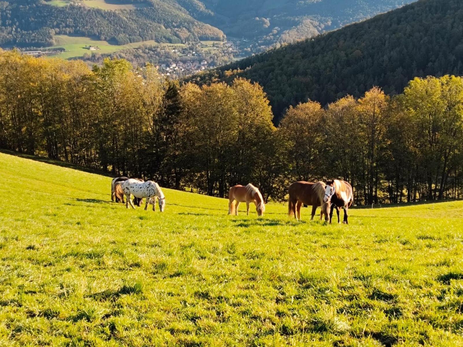 Miniferienwohnung Fuer Unkompliziertes Naturliebhaberpaerchen Payerbach Exterior foto